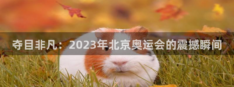 风速体育nba免费直播：夺目非凡：2023年北京奥运会的震撼瞬间